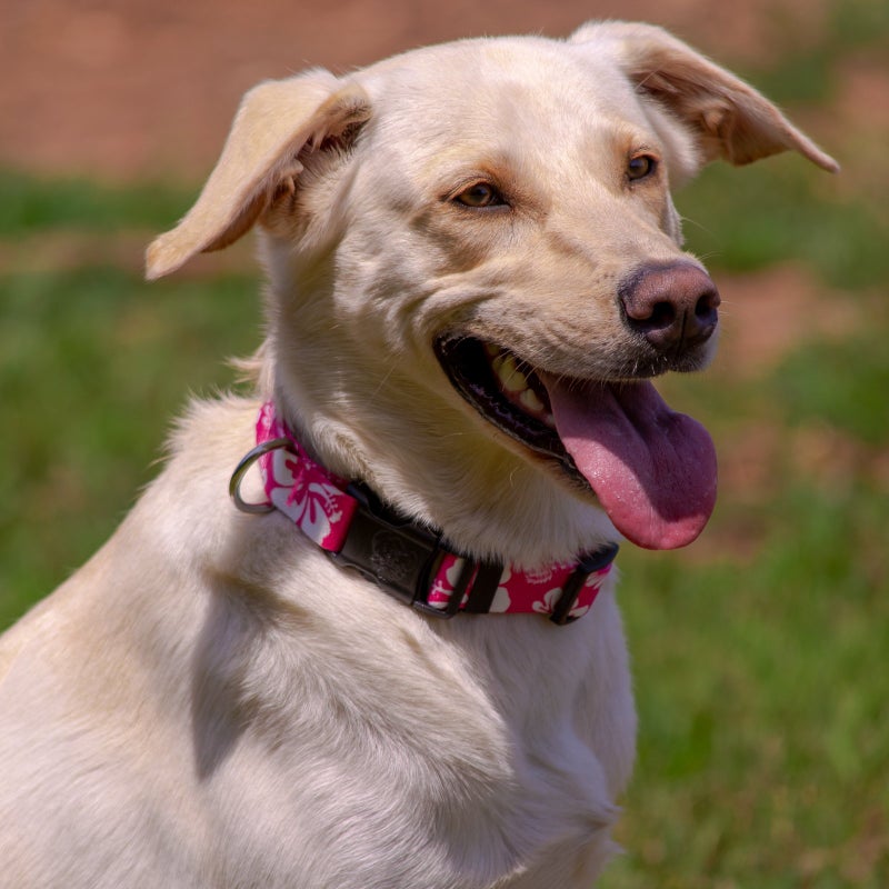 Country Brook Design Country Brook Petz - Deluxe Pink Hawaiian Dog Collar - Made in The U.S.A. - Summer Breeze Collection Featuring Sunny Designs (1 Inch, Large) - Image 2